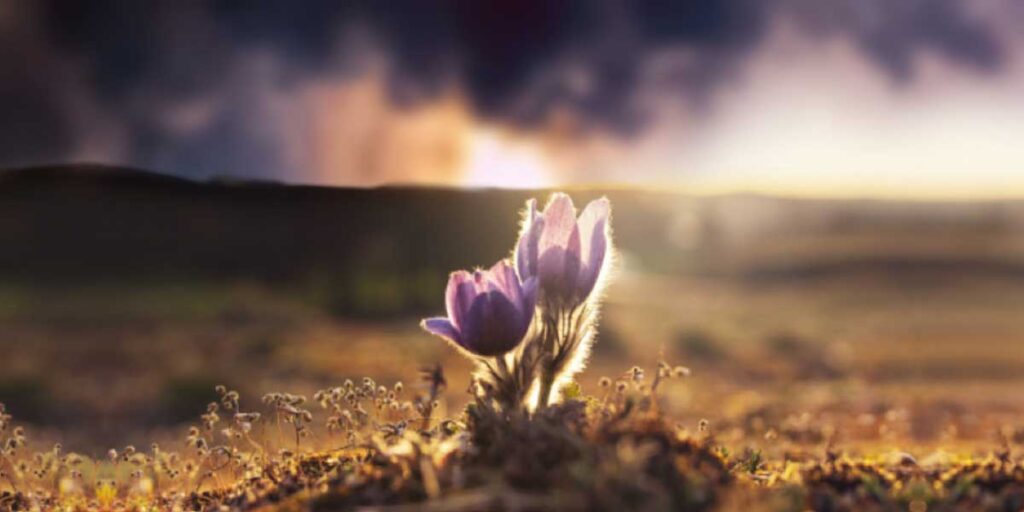 isolated tulips stand in beauty against an ominous sky, navigating grief, grief recovery, grief healing