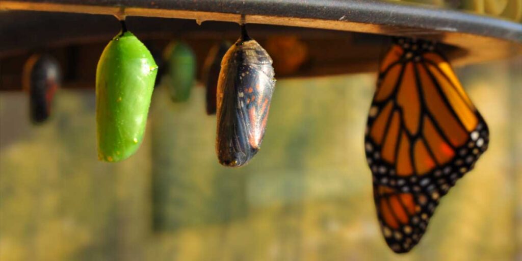caterpillar to butterfly eating disorder recovery
